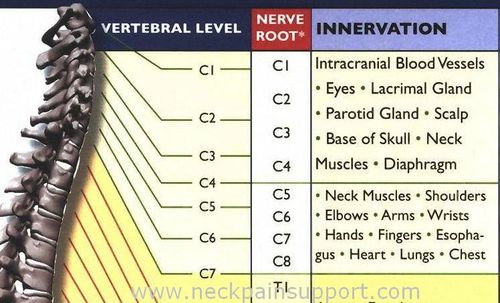 Common Neck Conditions And The Nerve Level That Controls Them Neck